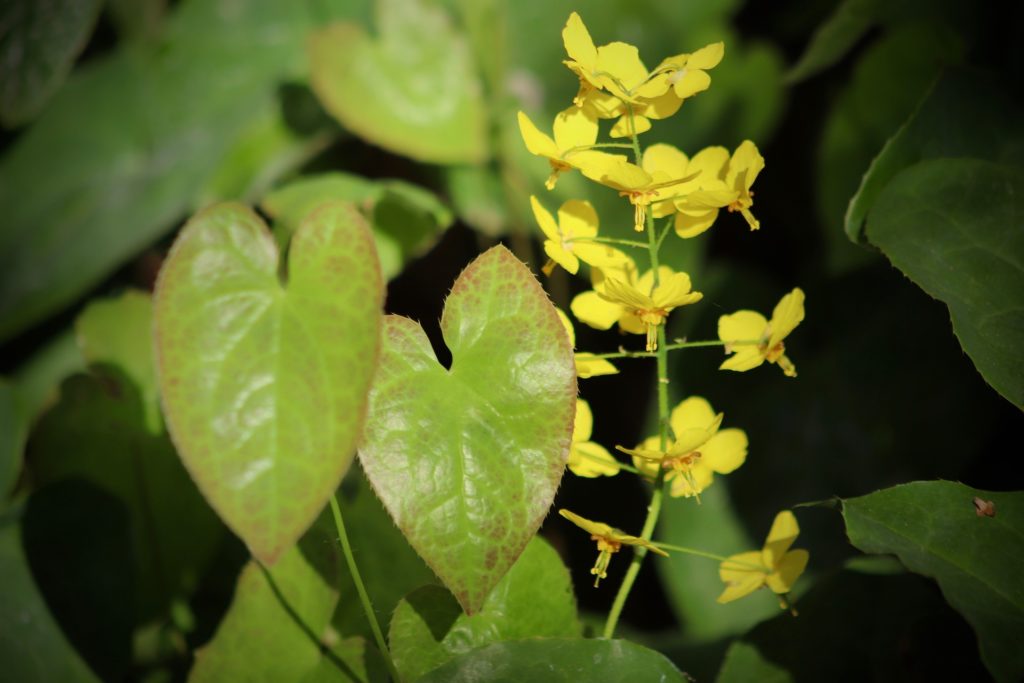 żółte kwiatki epimedium wynurzają się spośród liści