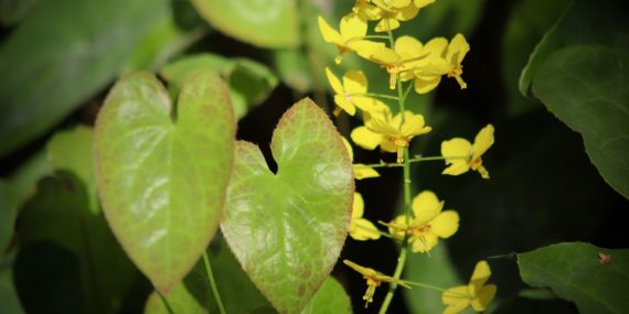 żółte kwiatki epimedium wynurzają się spośród liści